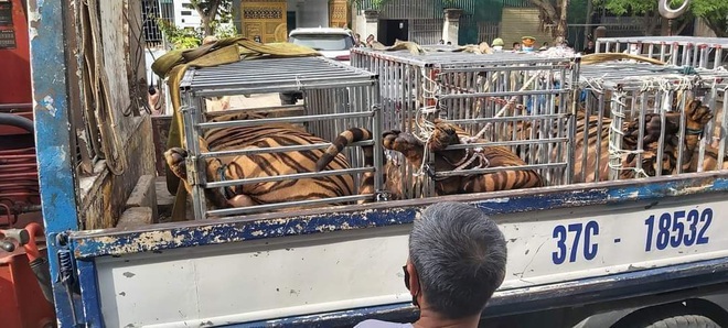 Nuôi nhốt trái phép 17 con hổ trưởng thành trong nhà dân ở Nghệ An - 1