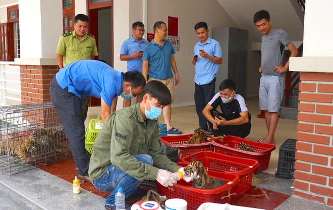 7 cá thể hổ Đông Dương được chuyển về nhà mới - 1