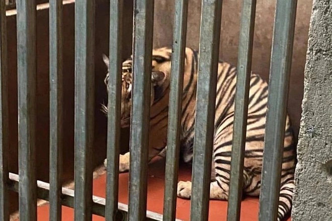 Vụ giải cứu 17 con hổ: 8 con đã chết, 9 con còn lại đang dần hồi phục - 3