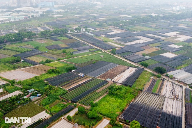 Hàng trăm hecta trồng hoa bị cắt bỏ do không thể tiêu thụ ở Hà Nội vì dịch - 1