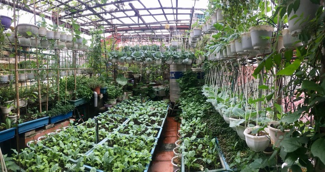 Vườn treo trên sân thượng, bốn mùa có rau sạch của cụ bà U70 ở Hà Nội - 1